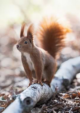 Red Squirrel on Branch