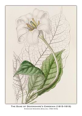 Duke of Devonshire's Gardenia