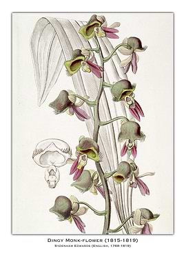 Dingy Monk-Flower Botanical Illustration