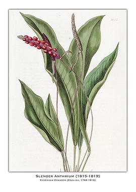 Slender Anthrium Botanical Illustration