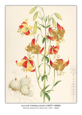 Lilium Pardalinum Botanical Illustration