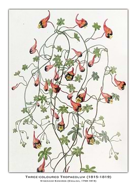 Three-Coloured Tropaeolum Botanical Illustration
