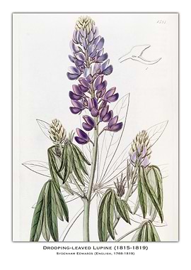 Drooping-Leaved Lupine Botanical Illustration