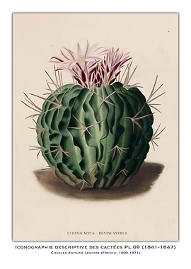 Echinocactus Pentacanthus Illustration
