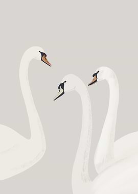 Three Swans