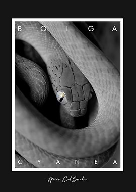 Green Cat Snake Boiga Poster