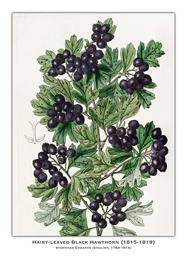 Black Hawthorn Illustration