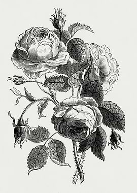 Vintage Rose Illustration