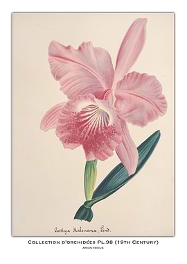 Pink Orchid Botanical Illustration