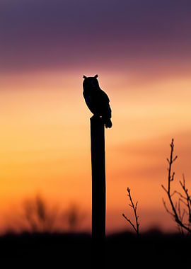 Owl Silhouette at Sunset