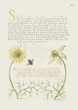 Botanical Illustration with Bee