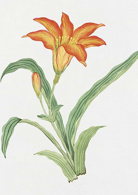 Orange Lily Watercolor