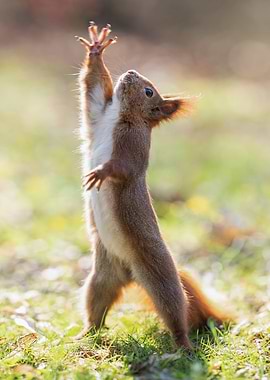 Squirrel Reaching Up