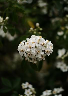 White Flowers in Bloom