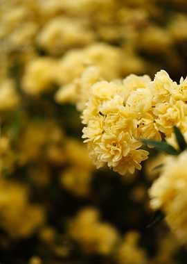 Flowers Yellow Rose Bush