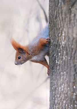 Red Squirrel on Tree