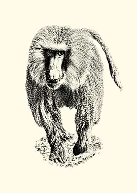 Baboon Illustration