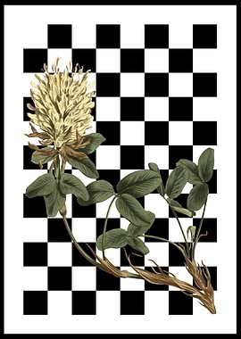 Clover on Checkerboard