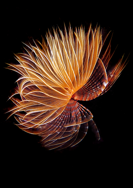 Spiral Sea Creature
