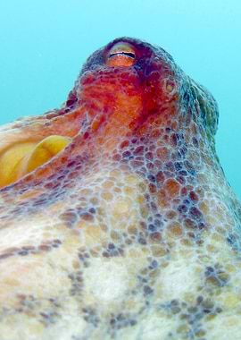 Octopus Close-Up