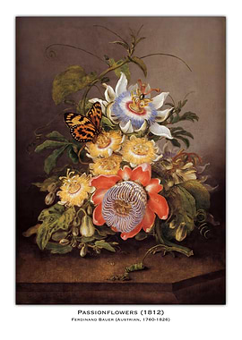 Passionflowers Still Life