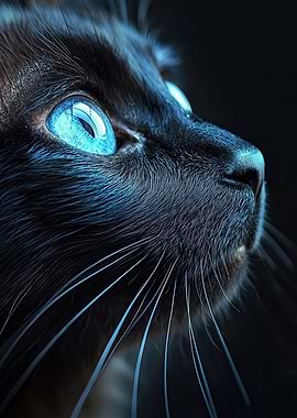 Black Cat with Blue Eyes