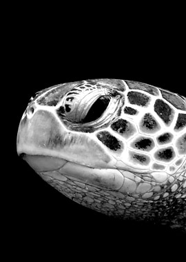 Sea Turtle Close-Up
