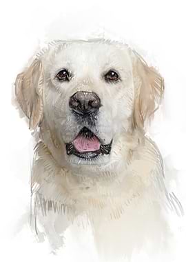 Golden Retriever Portrait