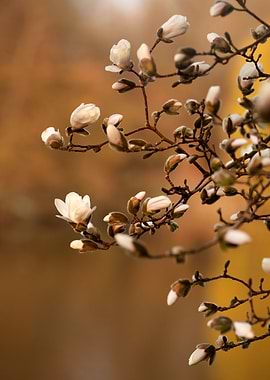 Magnolia Blossoms