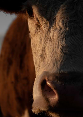 Close-up Cow Portrait