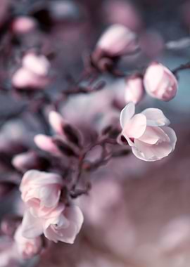 Delicate Pink Blossoms