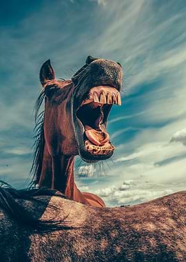 Horse with Open Mouth