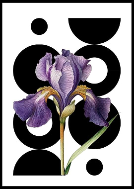 Purple Iris with Geometric Shapes