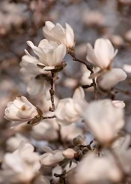 Magnolia Blossoms