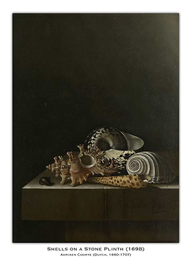 Seashells Still Life