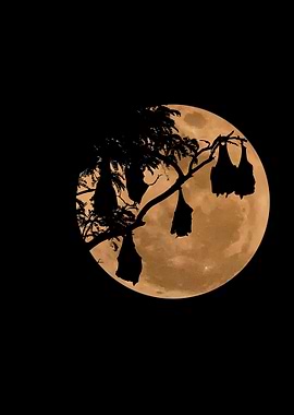 Bats and Full Moon