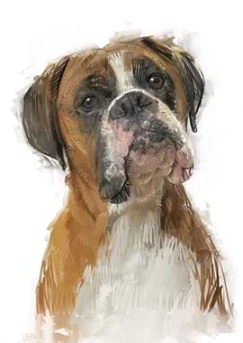 Boxer Dog Portrait