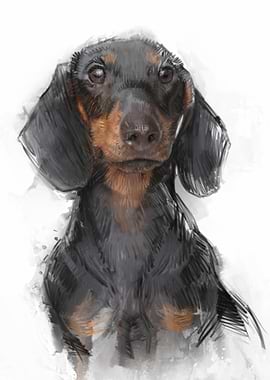 Dachshund Portrait