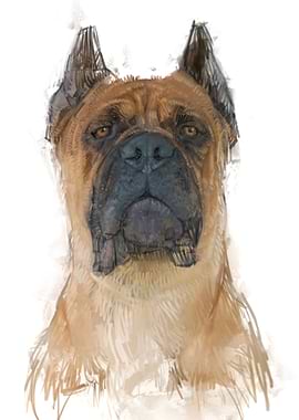 Cane Corso Portrait Watercolor