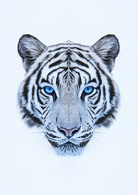 White Tiger Portrait