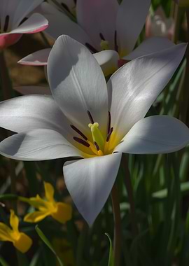 White Lily Close-Up