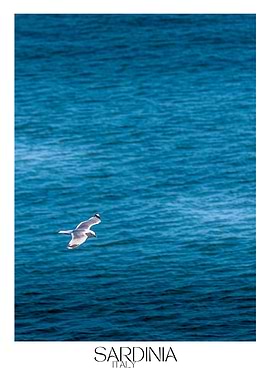 Seagull over Sardinia