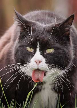 Funny Cat with Tongue Out