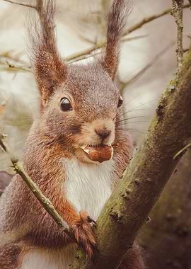 Cute Squirrel Eating A Nut