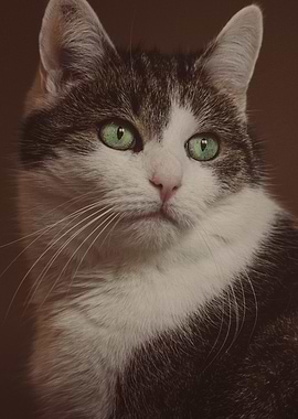 Portrait of a Cat