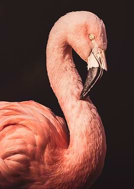 Pink Flamingo Portrait