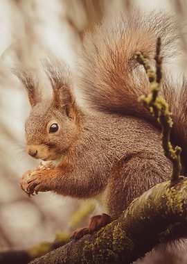 Red Squirrel Eating