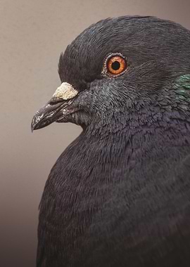 Close-up of a Pigeon