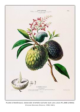 Soursop Fruit Illustration