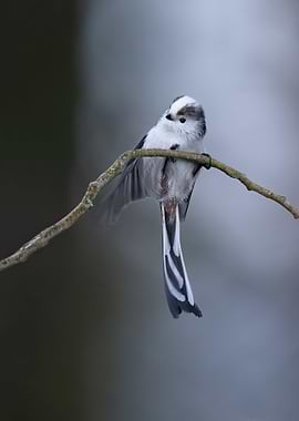 Long-tailed Tit on Branch
